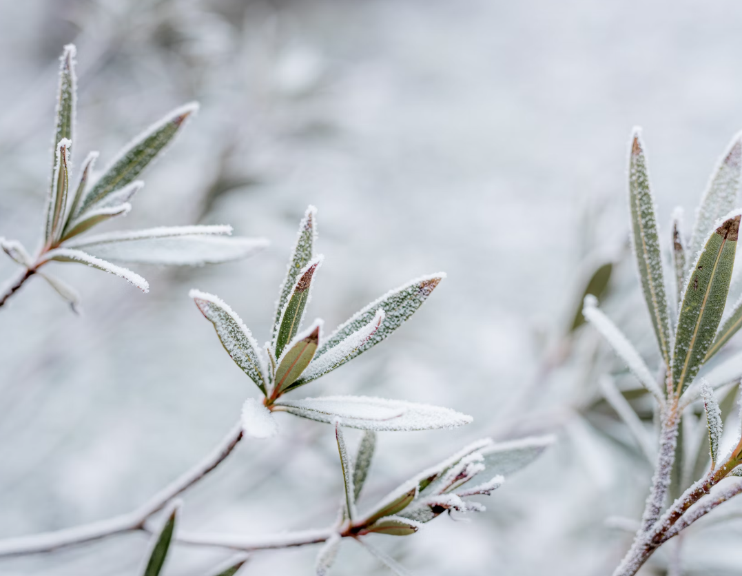 Winter plants - Brian's Country Greenery Florist