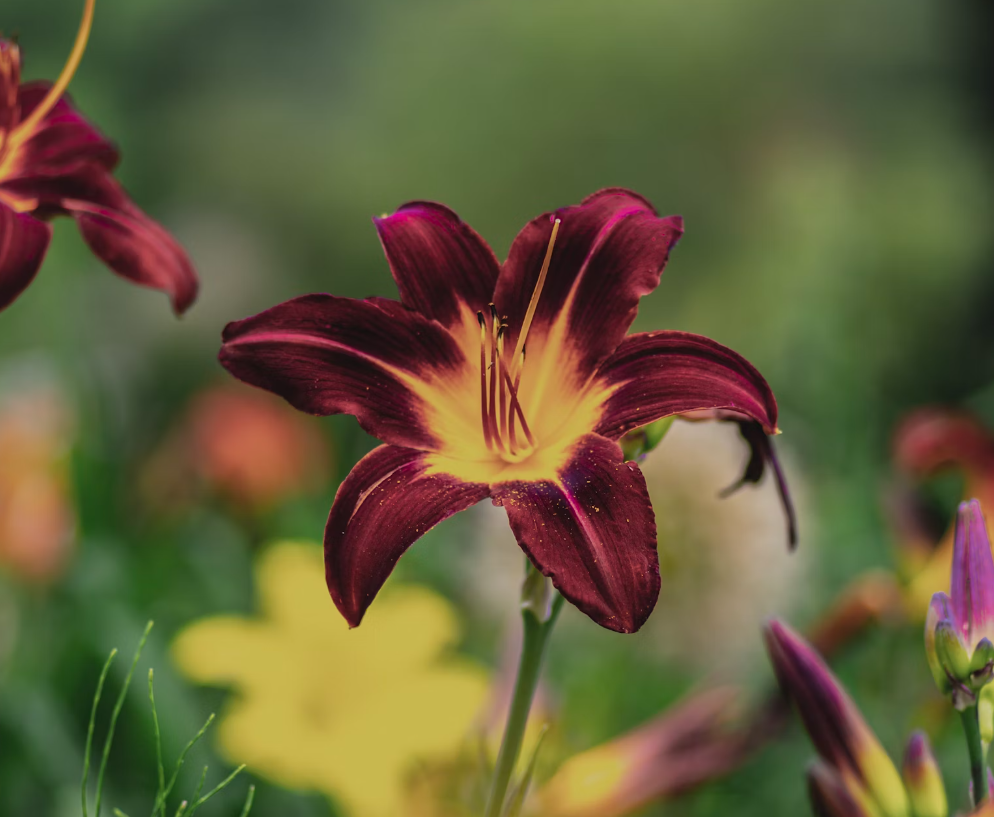 amaryllis flowers