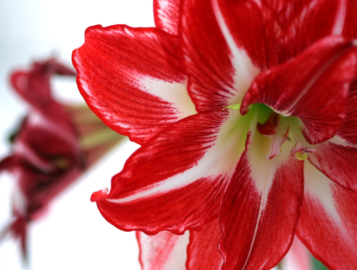 red flowers at Christmas