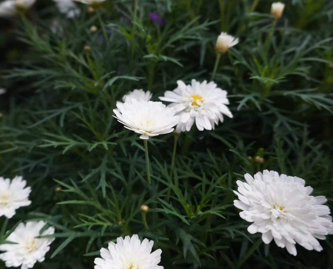 Funeral flowers