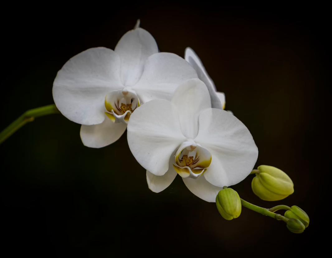 winter wedding flowers