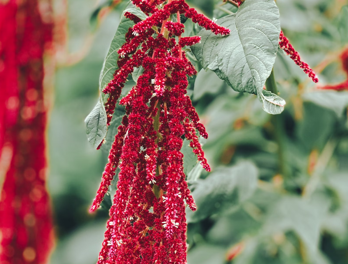 Amaranth