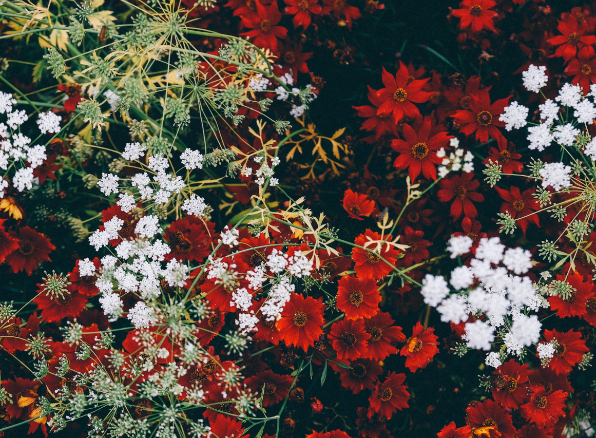 Red Flowers foe Decorations