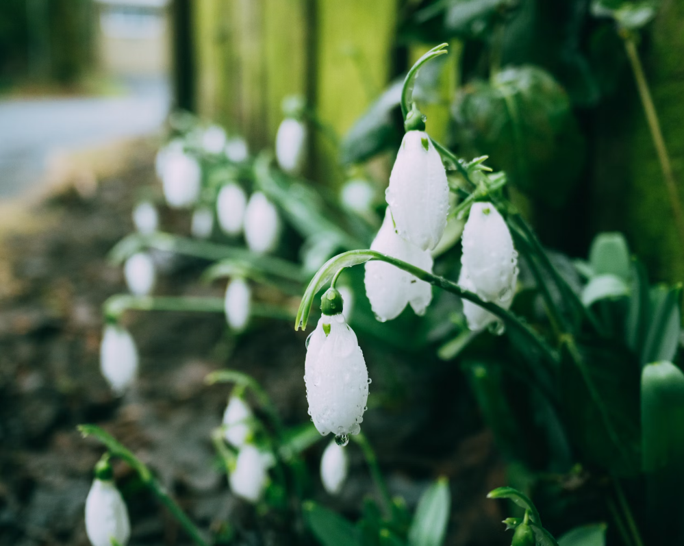 Snowdrops flowers