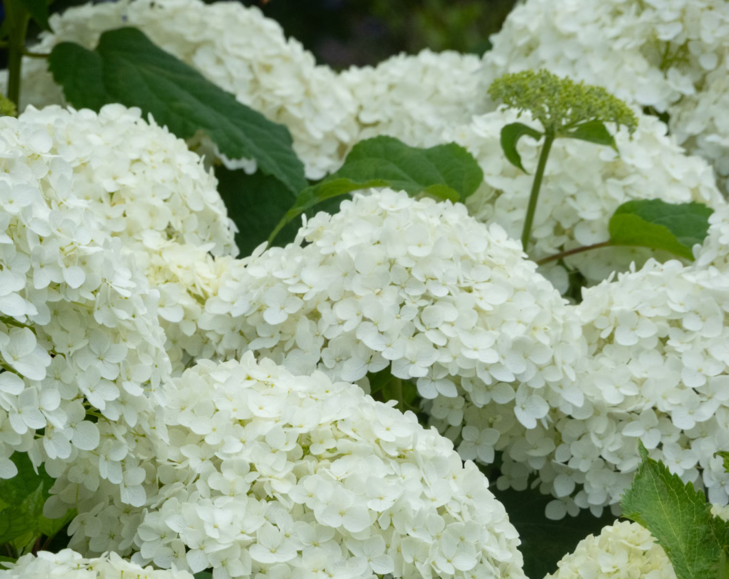 White hydrangea christmas floral centerpieces