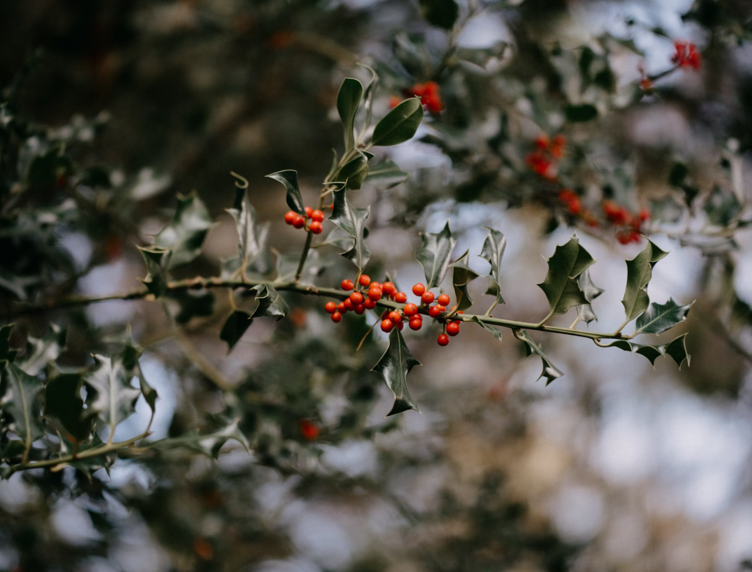 Holly bushes