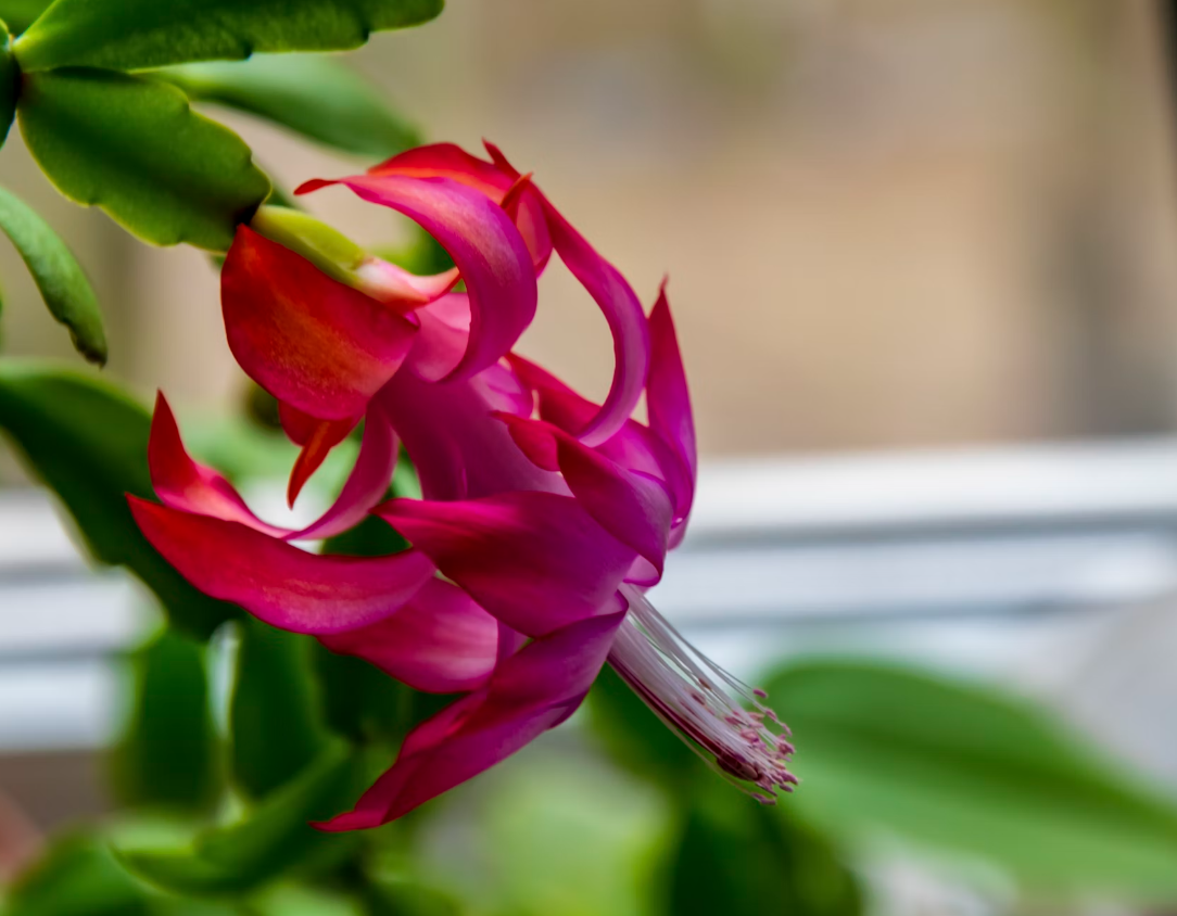 Christmas Cactus