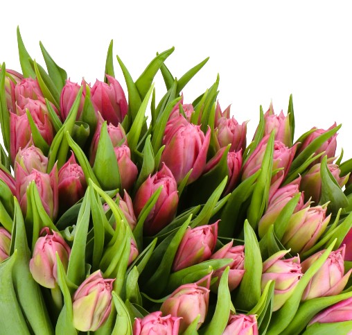 Pink Dutch Tulips from the Holex in Amsterdam