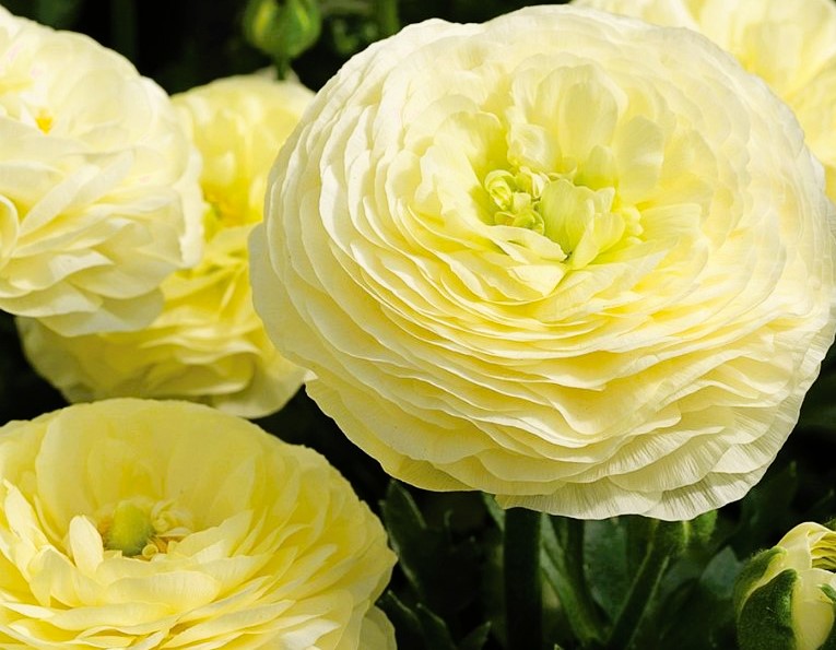 Japanese Ranunculus