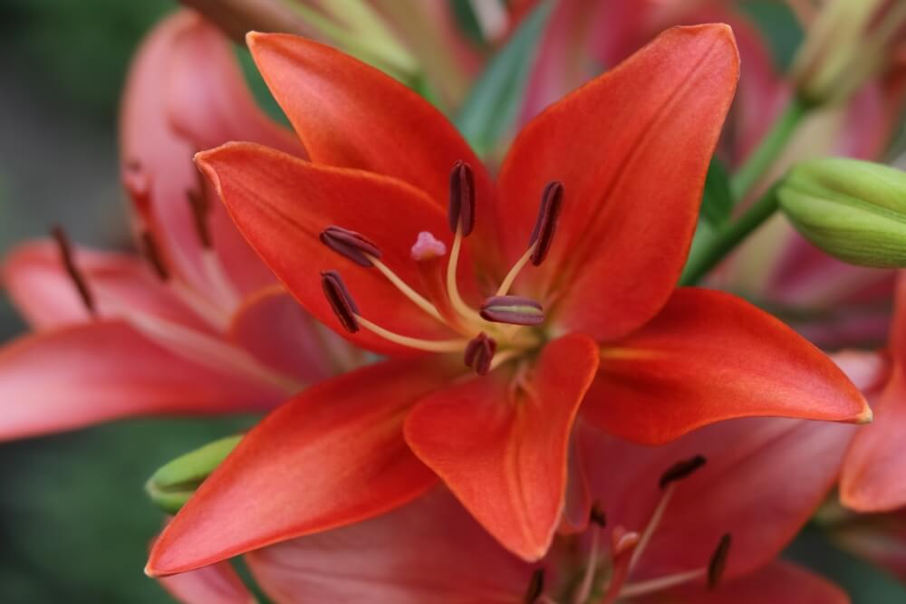 red lily flower in New Jersey