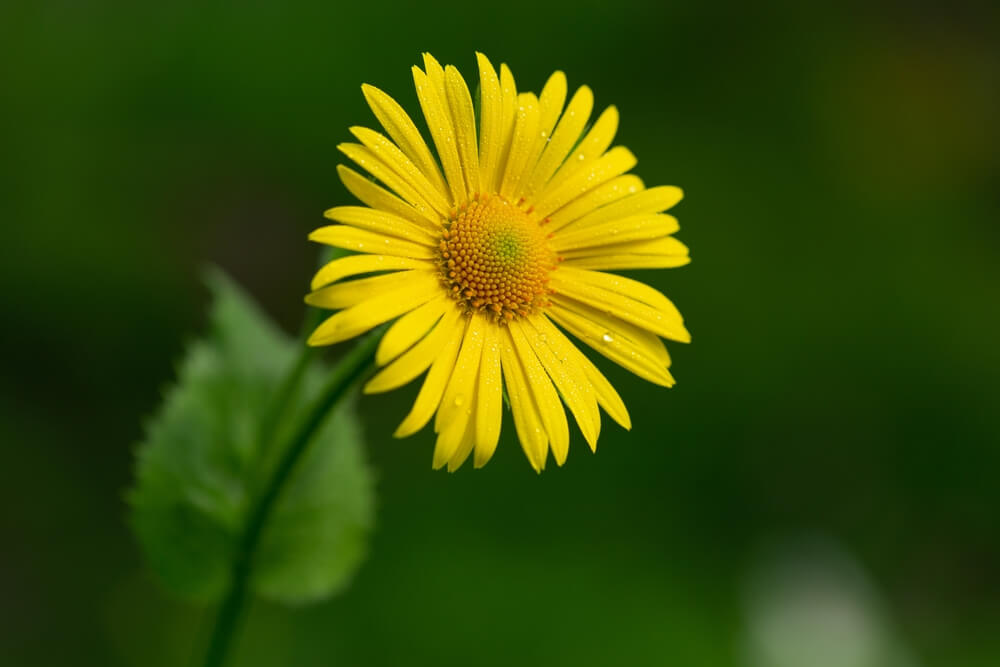 daisy flower