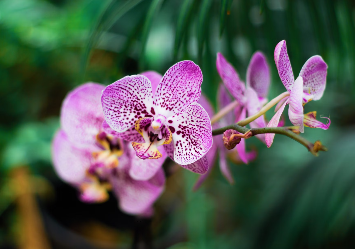 Orchid flowers for birthday