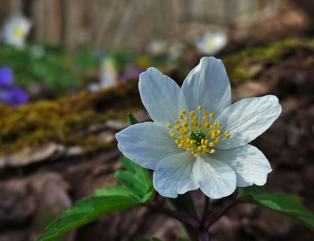 Spring flowers