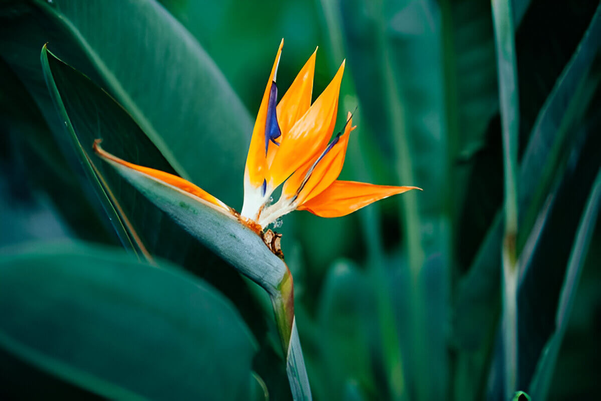Birds of paradise delivery Wilmington