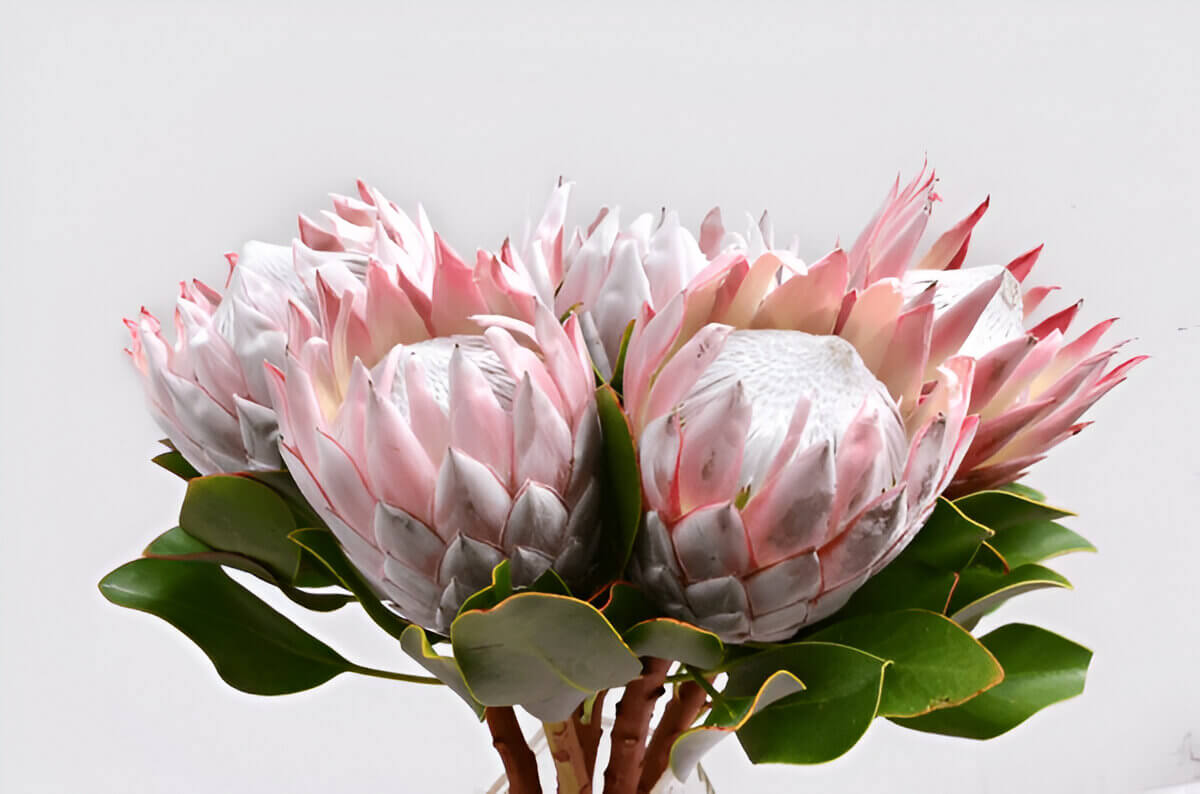 Protea flowers