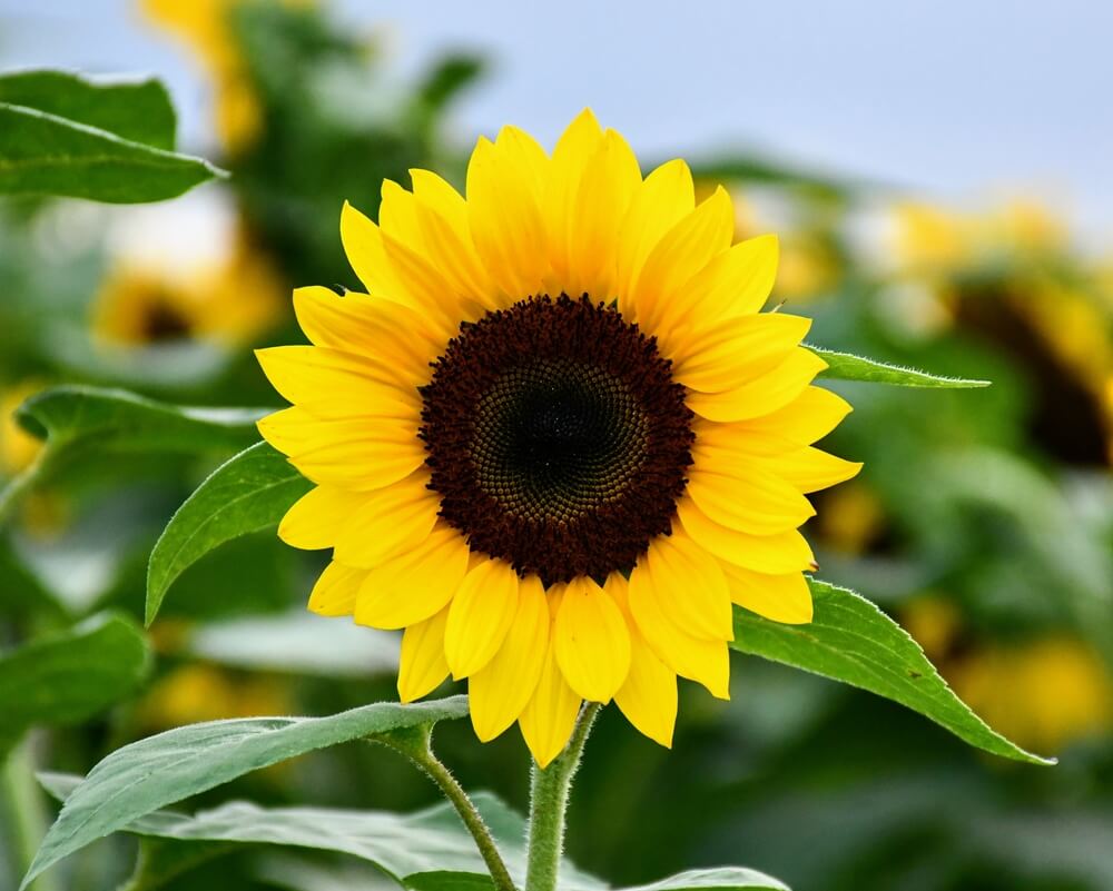 Sunflower grand rapids mi