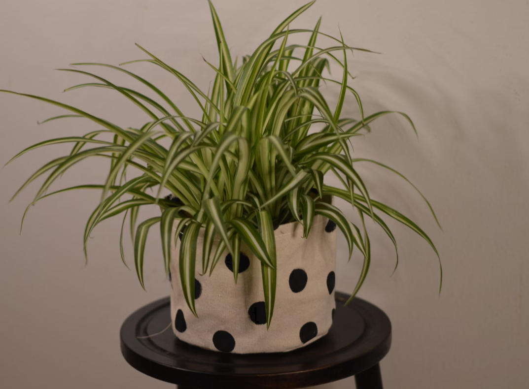 Spider Plant