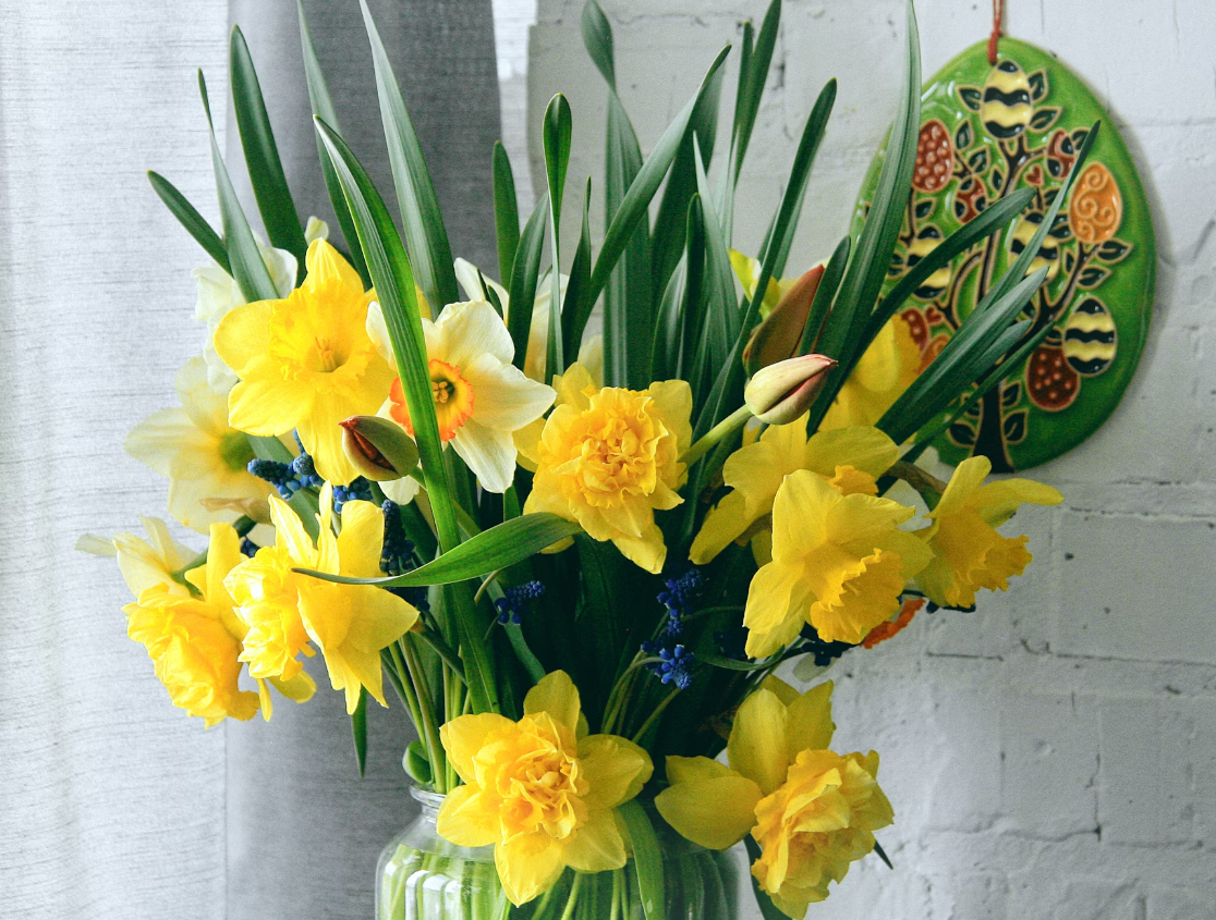 Daffodil March Birth Flower