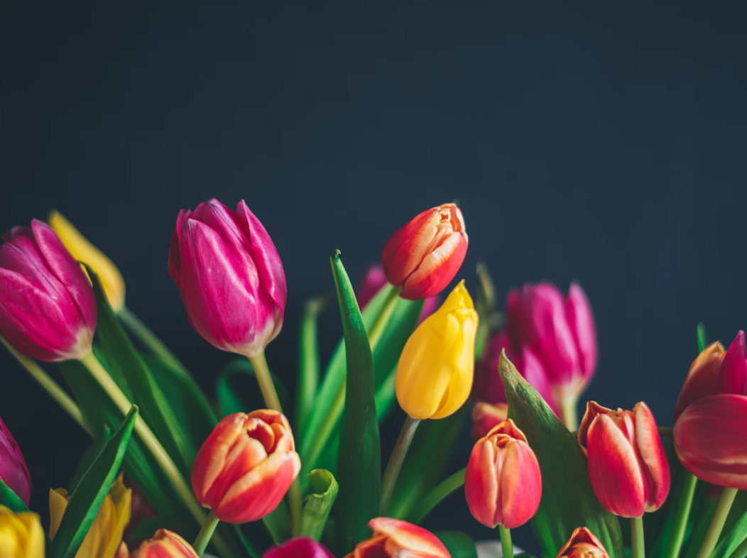 Tulips flowers online