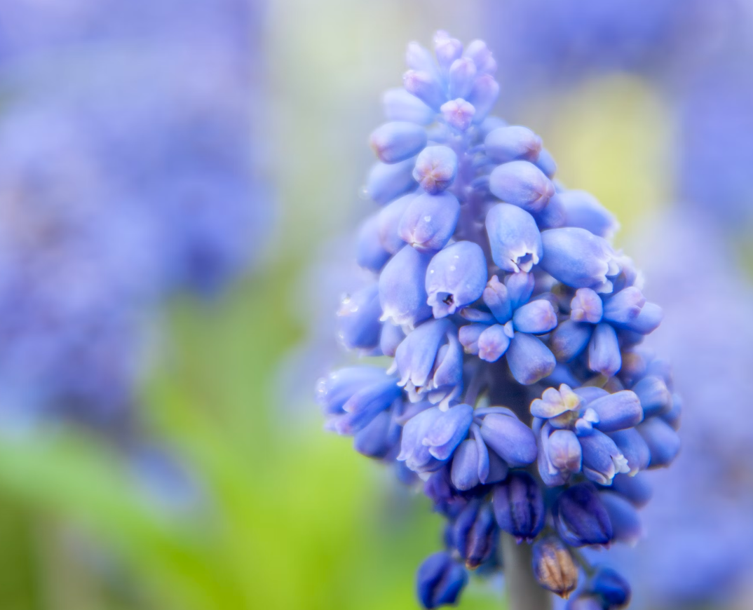 Fragrant Blue Hyacinth Bouquet Delivery