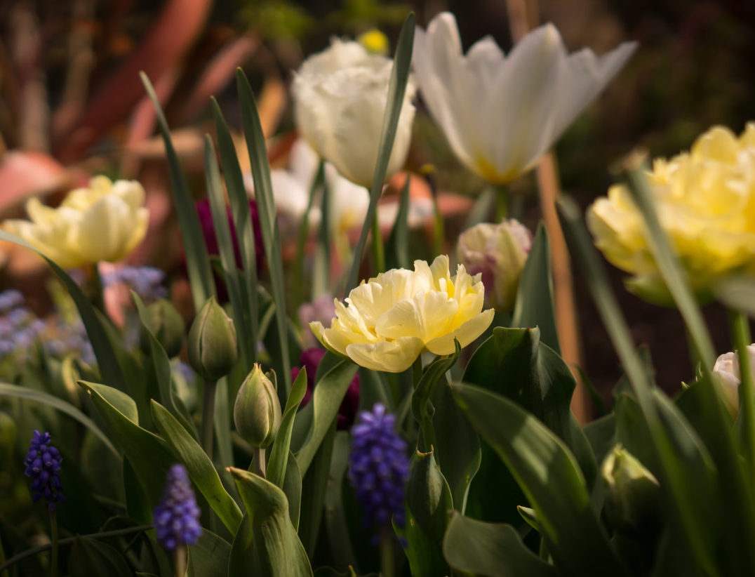Spring Garden Flowers