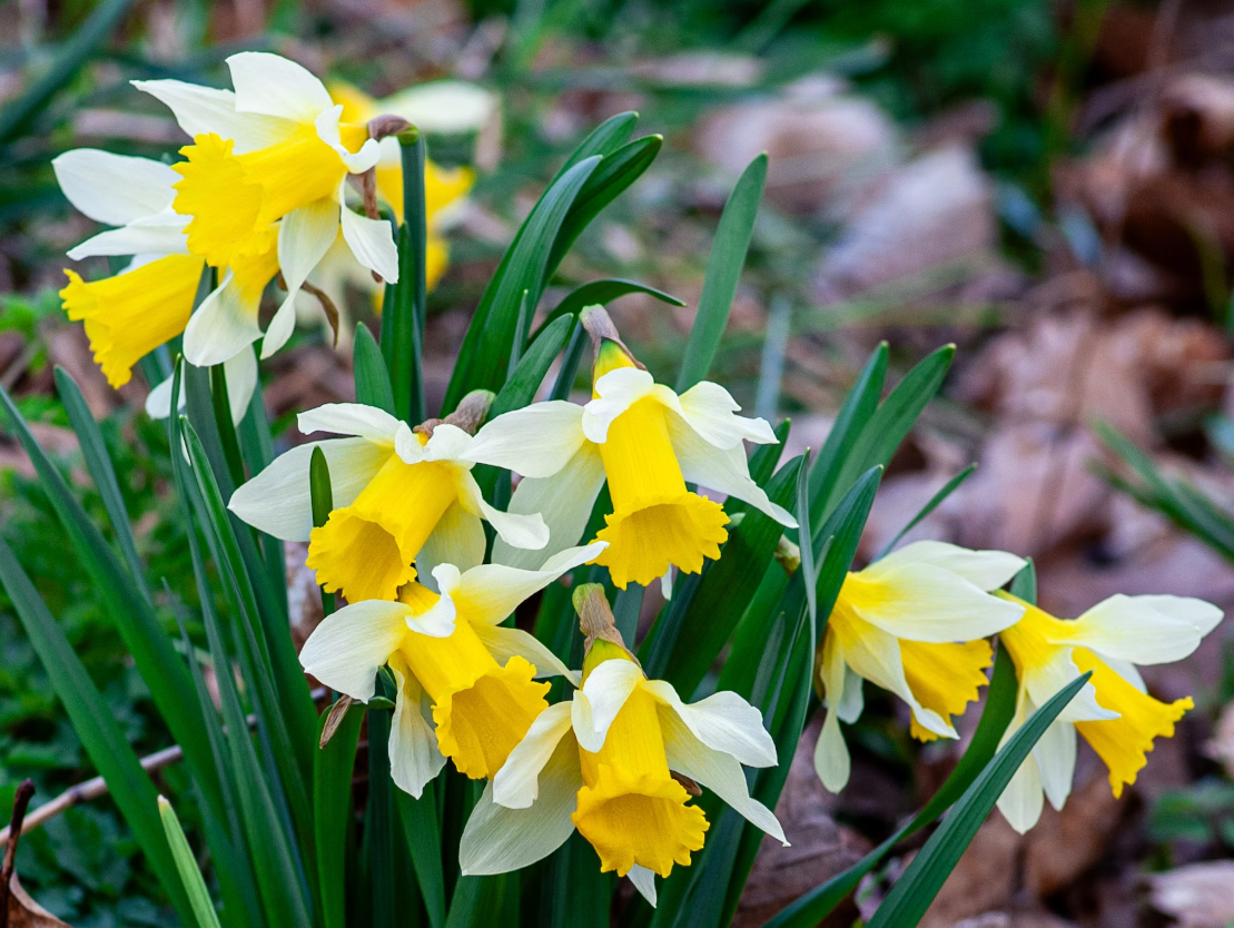 Spring Flower Arrangement