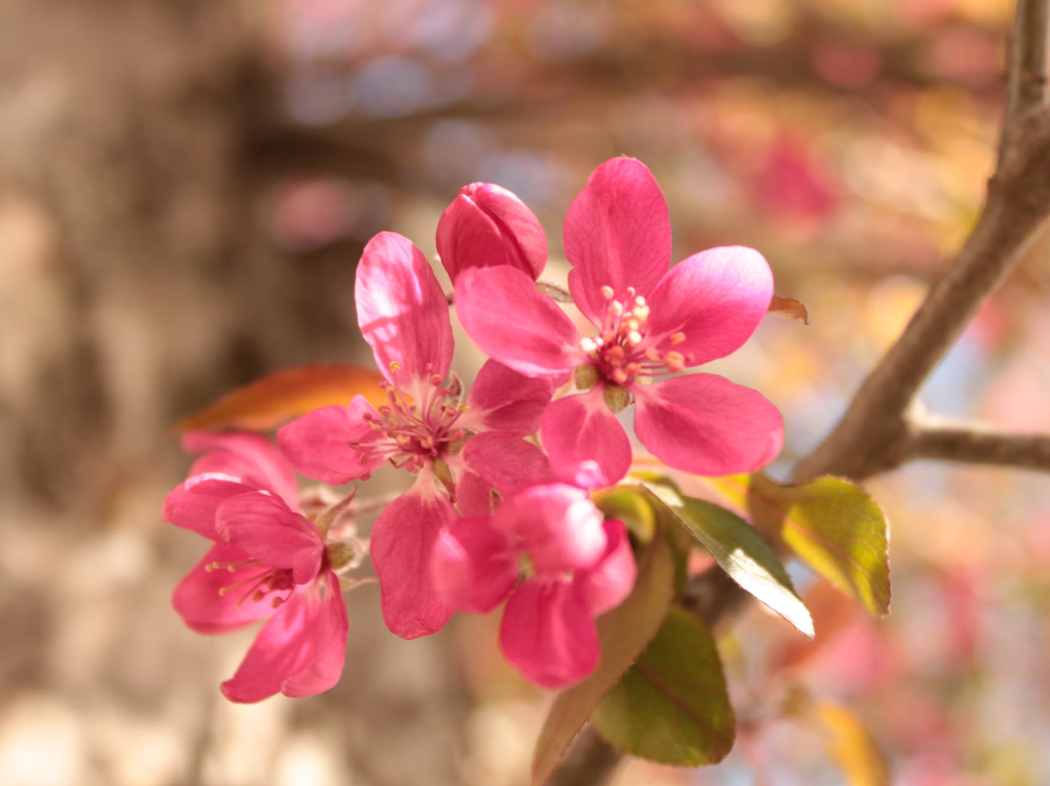 flower shops in Little Neck