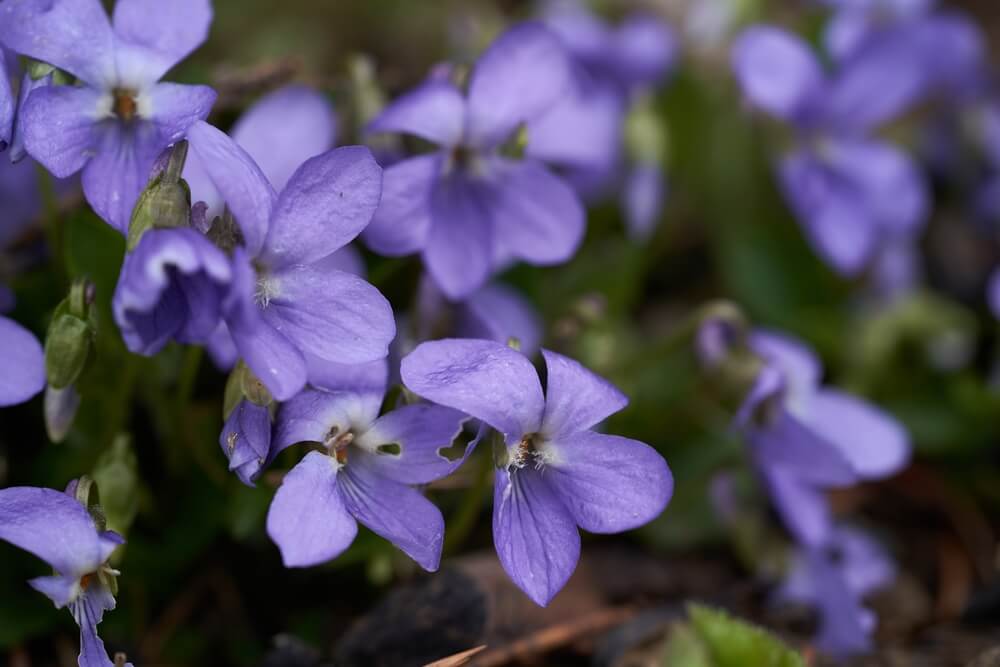 Violets birth flower moth February