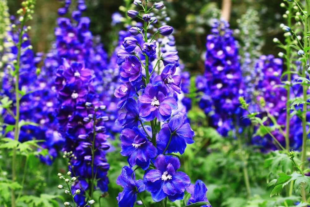 Larkspur flower of birth month july