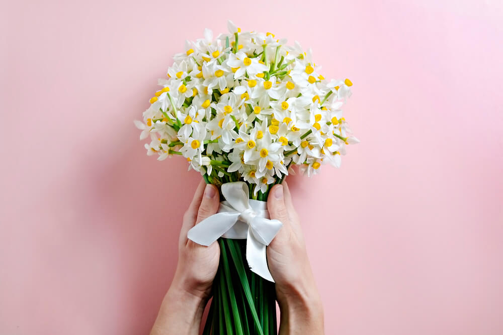 Narcissus flower