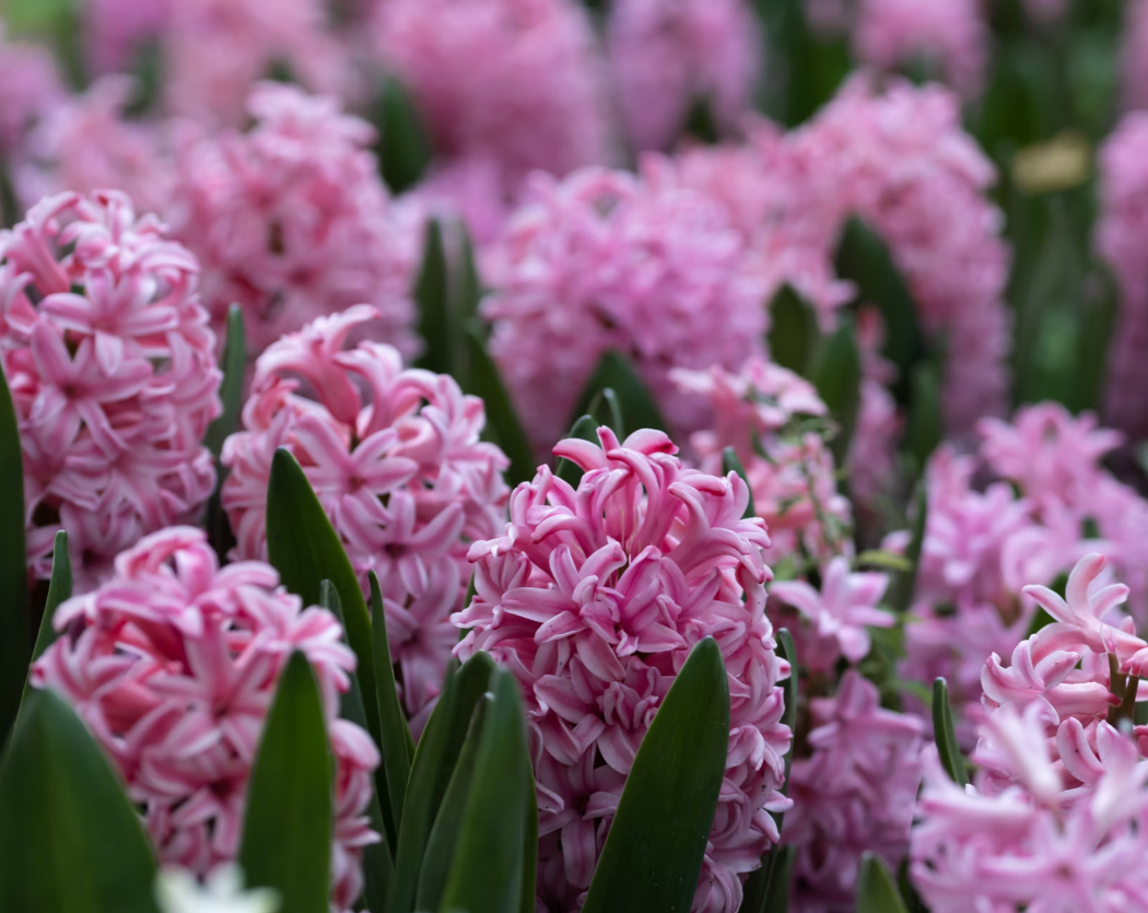 Hyacinths flowers