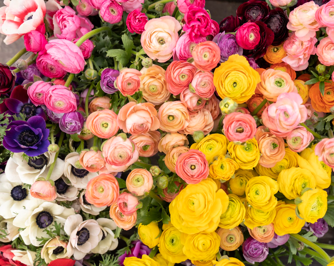 spring flowers
