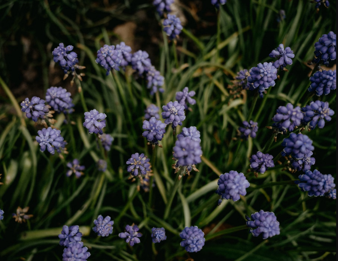 Hyacinths