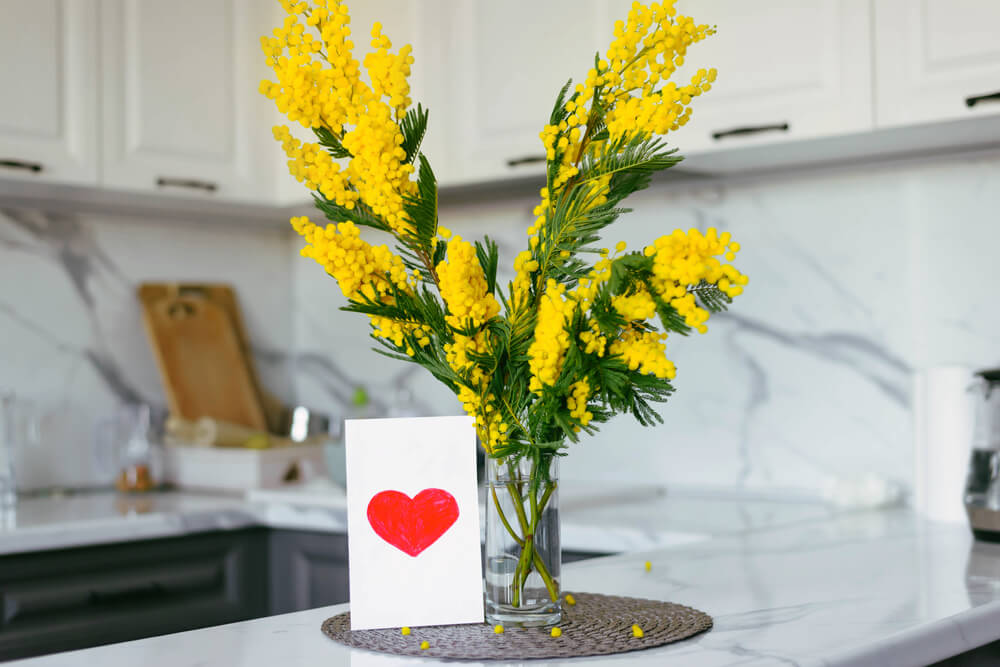 mimosa flower