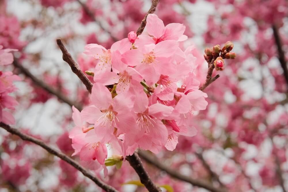 Cherry Blossoms flower meaning