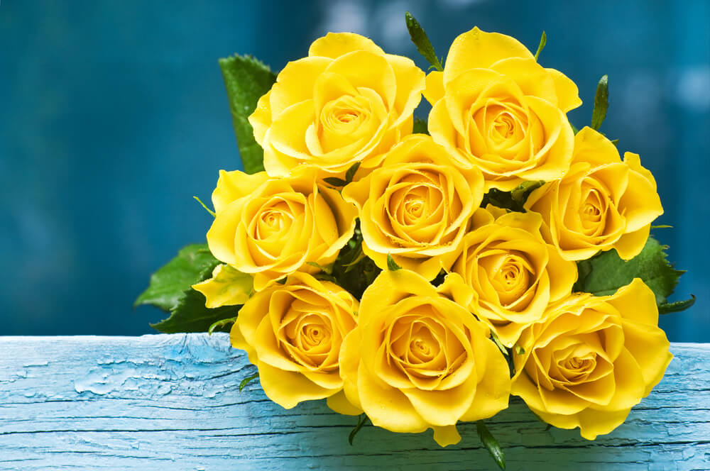 Yellow Rose Friendship Day