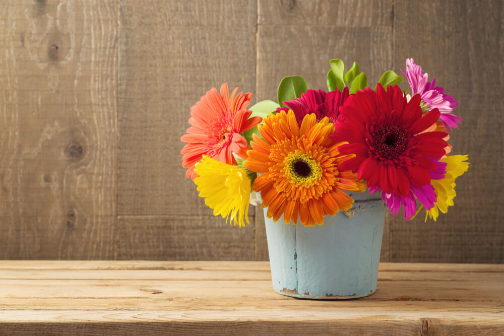 Gerbera Daisies