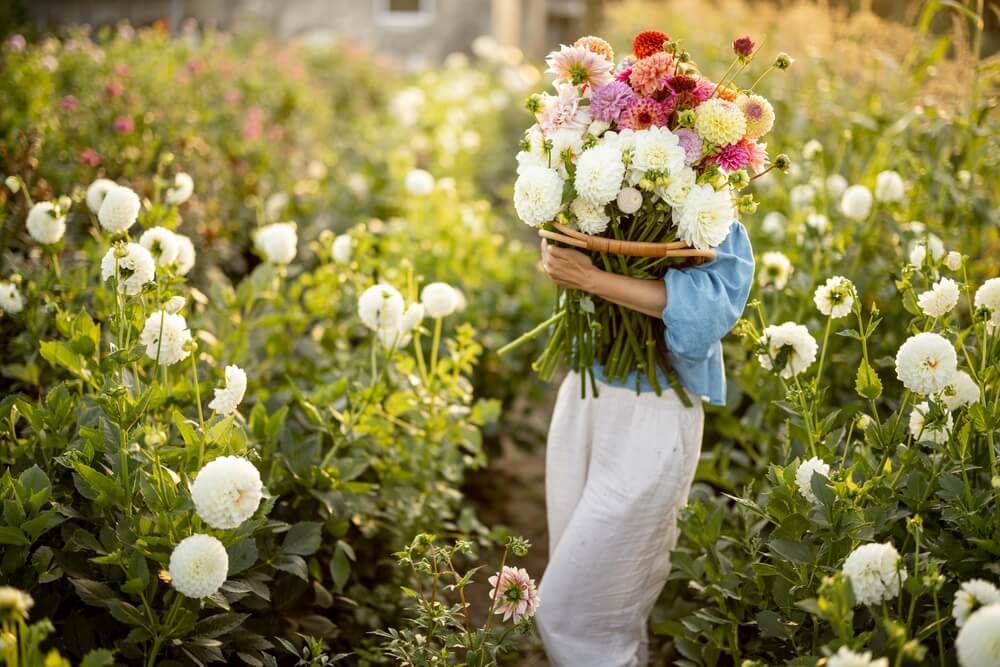 Dahlias summer flowers