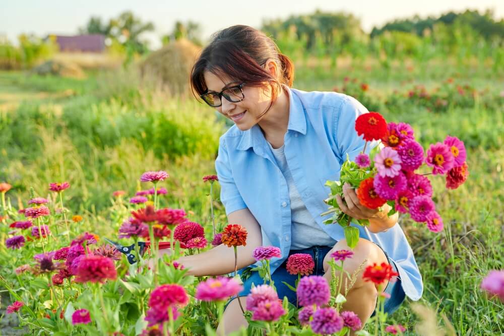 Zinnias flowers in summer