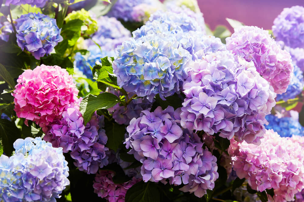 Hydrangea summer flower