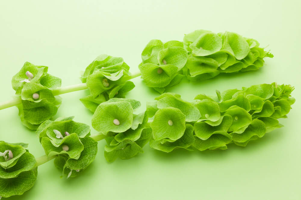 Bells of Ireland - St. Patrick’s Day flowers