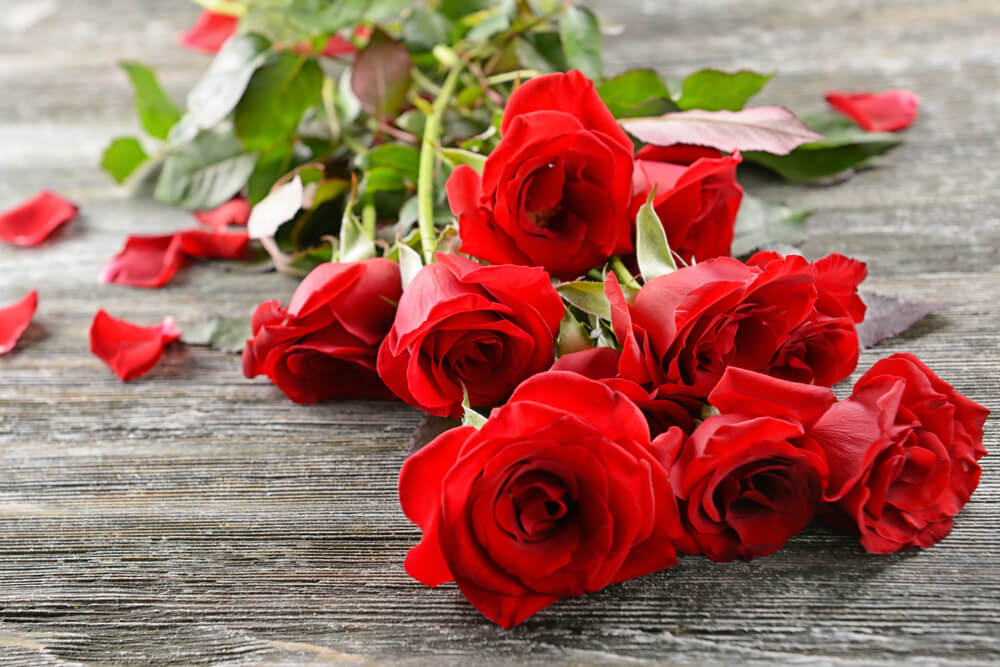 red rose for fathers day
