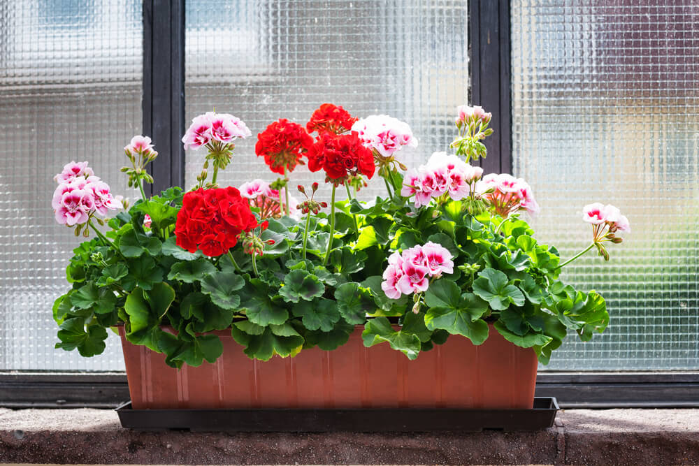 Geraniums flowers