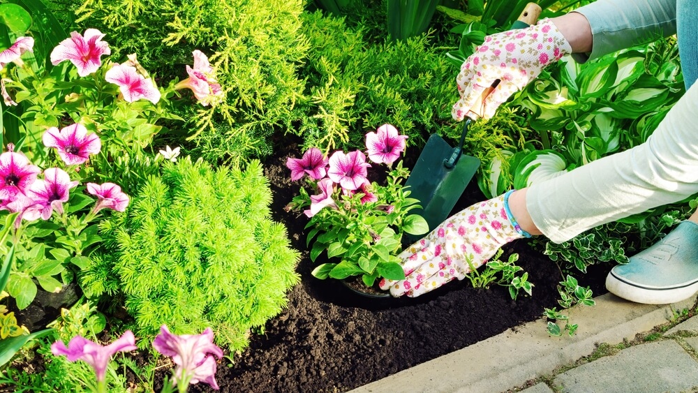 Petunia flowers