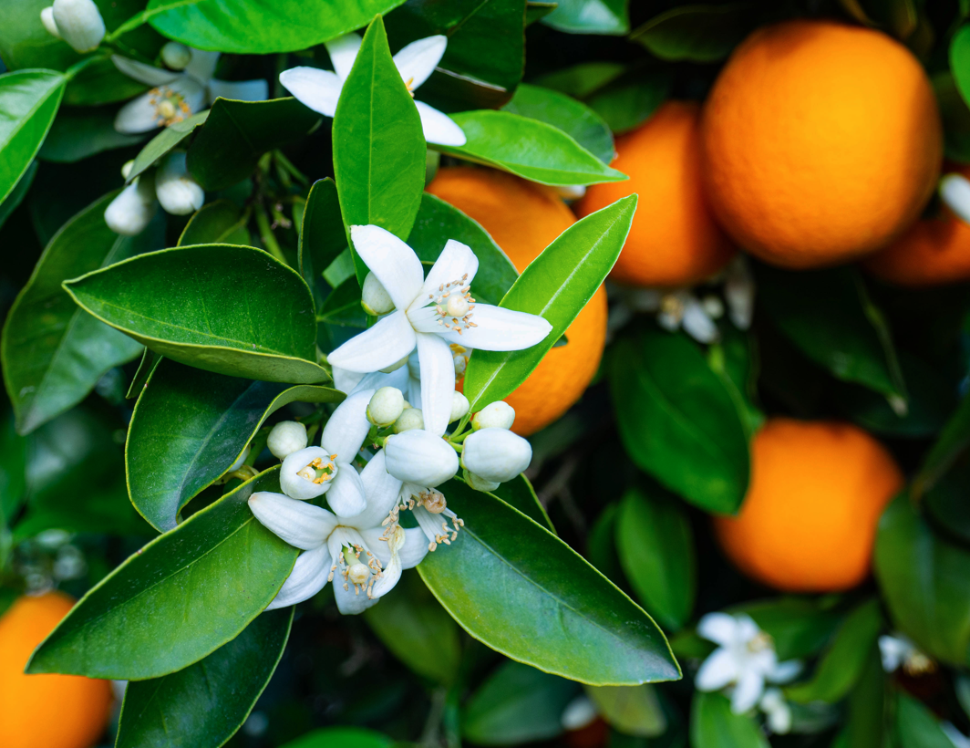 Orange Blossom Florida State Flower