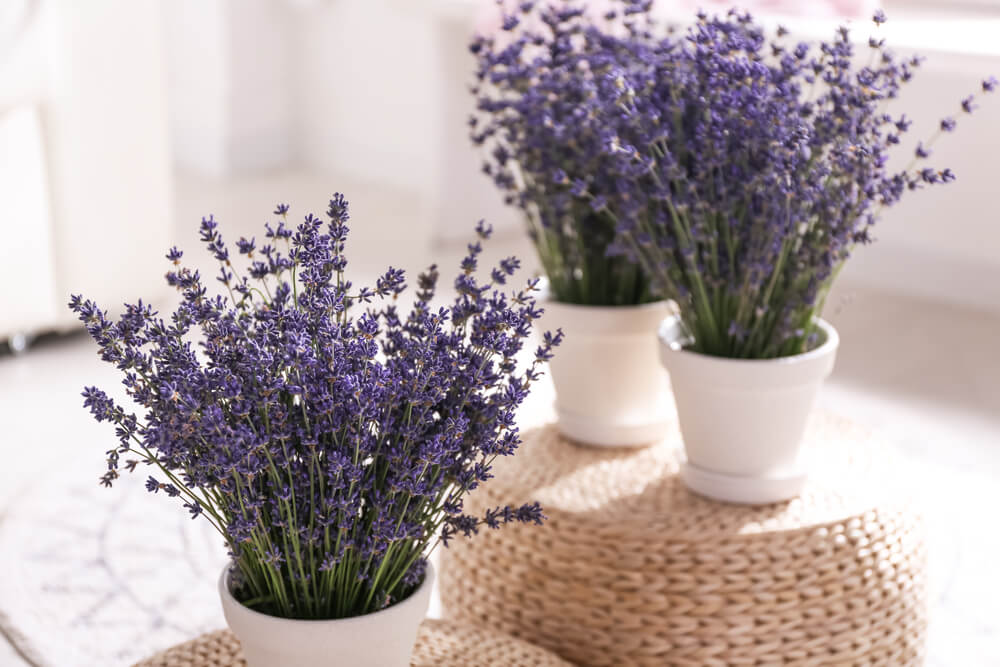 Lavender flower meaning