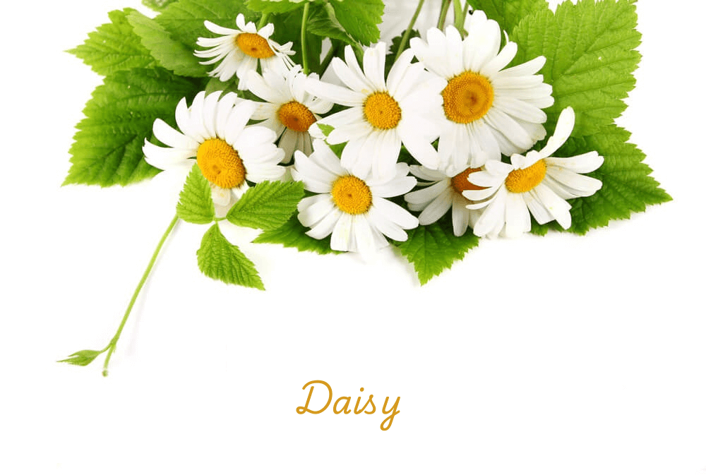 Daisy flowers meaning