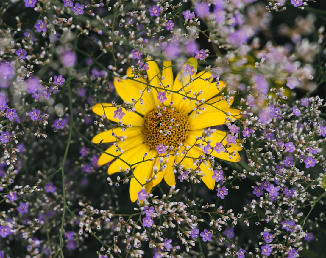 summer flowers