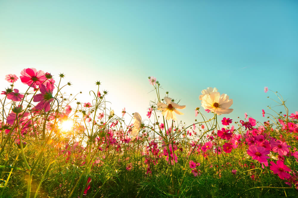 Cosmos summer flower