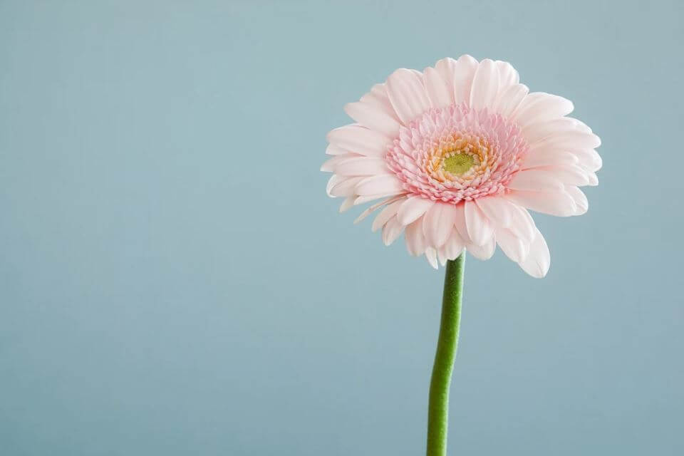 Carnation Summer Flower